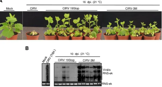 24. ábra  Vad típusú és mutáns (3M és 19STOP) vírusokkal fertőzött növényeken  A/mutatkozó tünetek, és B/ a növényekben jelenlevő vírusok mennyiségének vizsgálata