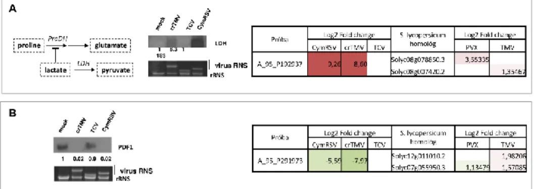 37. ábra Az A/ LDH és a B/ PDF1 expressziójának vizsgálata vírusfertőzött N. benthamiana és S
