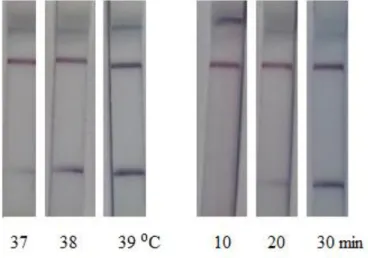 A sokszorosítás hőmérsékletét és az inkubáció idejét teszteltük (III.2. ábra). A tesztcsíkok  jelintenzitásának  vizuális  értékelése  alapján  a  legjobbnak  39  °C  és  30  perc  bizonyult