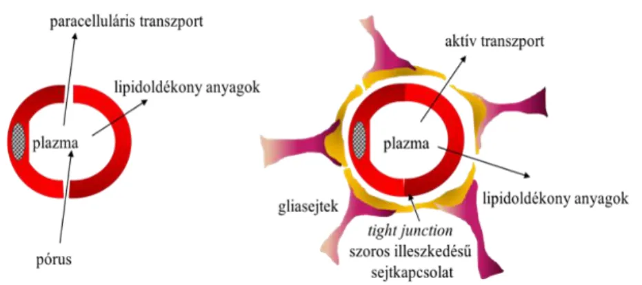 9. ábra A perifériás és az agyi kapilláris erek epitéliumának összehasonlítása 