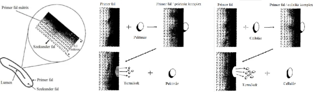 14. ábra. (a) A pamut elemi szál legkülső rétegének sematikus rajza; (b) A pektináz és (c) a  celluláz enzimek pamut elemi szál felületén kifejtett hatásának illusztrálása 26