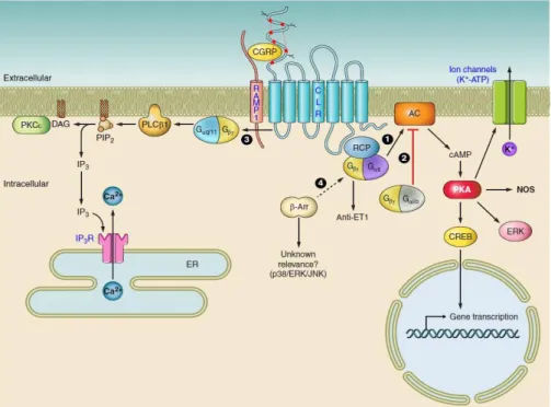 2. ábra. A CGRP receptor szerkezete és az általa közvetített hatás celluláris mechanizmusai