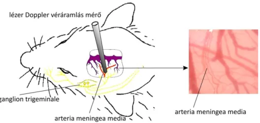 3. ábra. In vivo véráramlás mérés kísérleti elrendezése patkányban. 