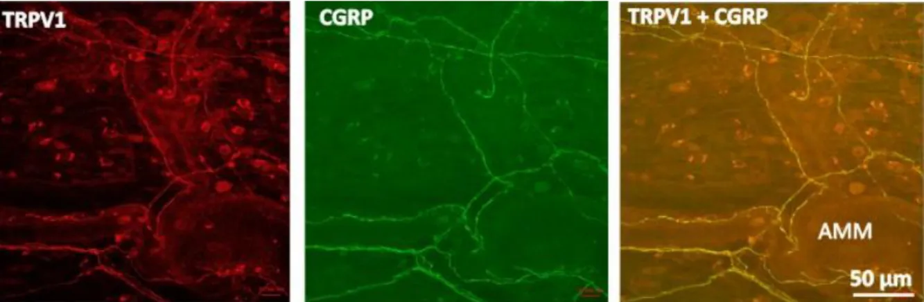 9. ábra. TRPV1 és CGRP immunreaktív  idegek  patkány dura mater preparátumban.  AMM: arteria  meningea media, CGRP: kalcitonin gén-rokon peptid, TRPV1: tranziens receptor potenciál vanilloid 1