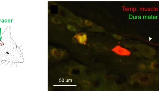 17. ábra. Intrakraniális és extrakraniális végződéssel egyaránt rendelkező neuronok identifikálása a  ganglion trigeminale területén