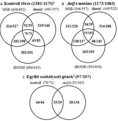10. ábra Az MSB, tBOOH és diamid kezelés hatása az  A. nidulans  transzkriptomára 