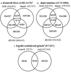 1. ábra Az MSB, tBOOH és diamid kezelés hatása az A. nidulans transzkriptomára 