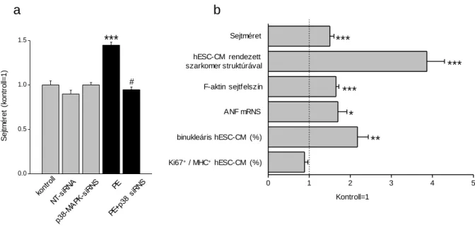 25. ábra: Phenylephrine-indukálta hESC-CM sejtméret változások a p38-MAPK siRNS jelenlétében