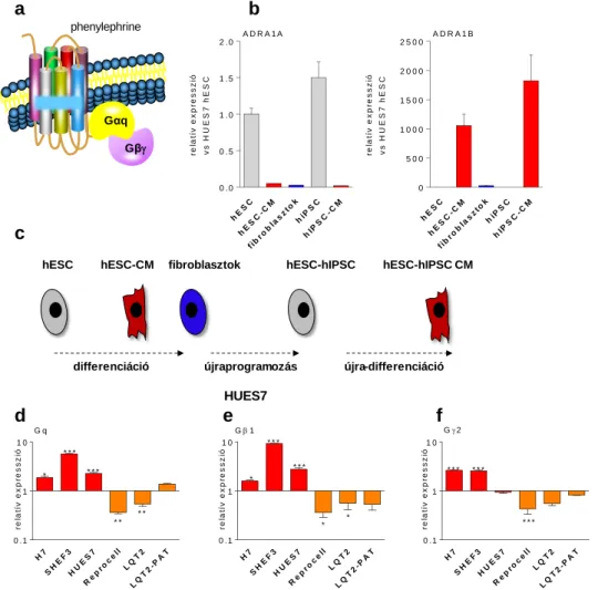 29. ábra: ADRA1A génexpresszió csendesítés hESC és hiPSC kardiális differenciációja alatt