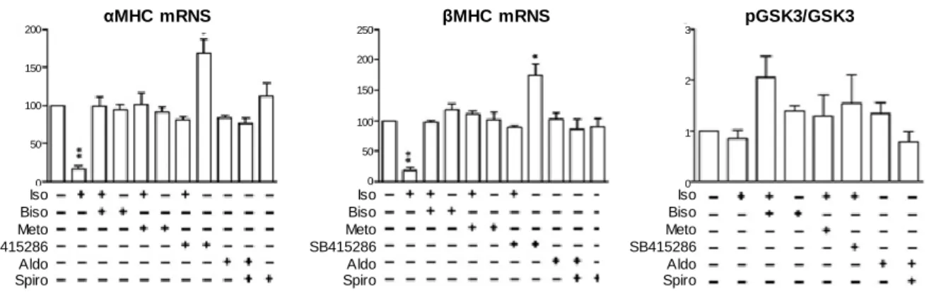 44. ábra: Isoprenalin kezelés hatására a patkány neonatalis szívizomsejtek csökkent α- és β-miozin  nehézlánc expressziót mutatnak