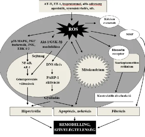 1. ábra. Az oxidatív stressz celluláris hatásai szívelégtelenségben. 