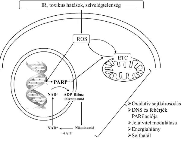 2. ábra. A PARP enzim aktiválódásának hatásai a sejtet érő stressz szituációk során. 