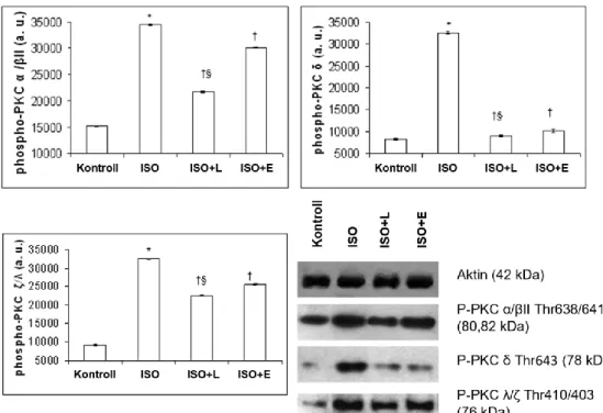 15. ábra. L-2286 és enalapril kezelés hatása a PKC ε és a panPKC foszforiláltságára. Reprezentatív  Western blot képek és denzitometriás meghatározás (n=4)