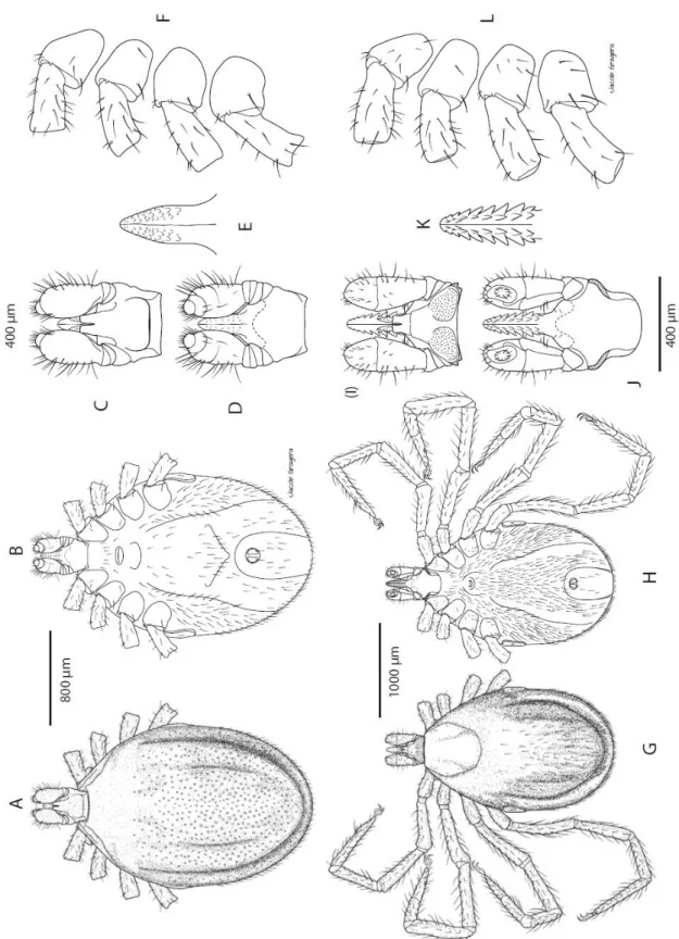 4.1.1.2. ábra. Az Ixodes ariadnae hím (A-F) és nőstény (G-L) morfológiája. Hím: A - habitus dorsalis  nézet,  B  -  habitus  ventralis  nézet,  C  -  capitulum  dorsalis  nézet,  D  -  capitulum  ventralis  nézet,  E  -  hypostoma, F - csípők és trochanter