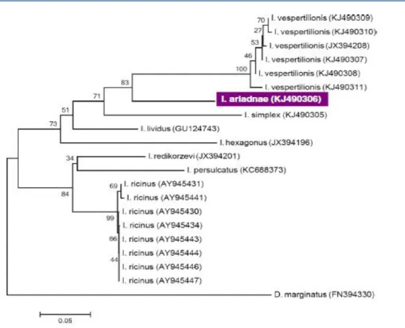 Ennek filogenetikai viszonyait a 4.1.1.4. ábra mutatja. 16S rRNS gén szekvenciája: KM455969