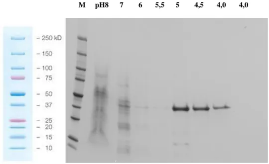 1. ábra.  Az rNP50 antigén tisztításának  ellenőrzése  SDS-PAGE segítségével. M:  protein marker  (Promega), majd a különböző pH értékekhez tartozó frakciók következnek