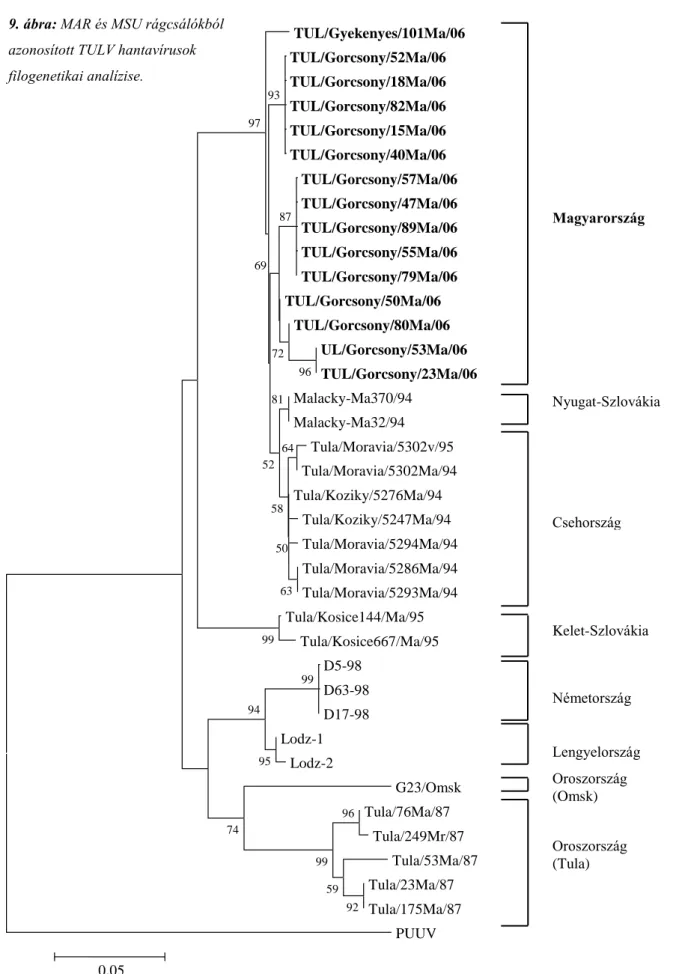 9. ábra: MAR és MSU rágcsálókból  azonosított TULV hantavírusok  filogenetikai analízise
