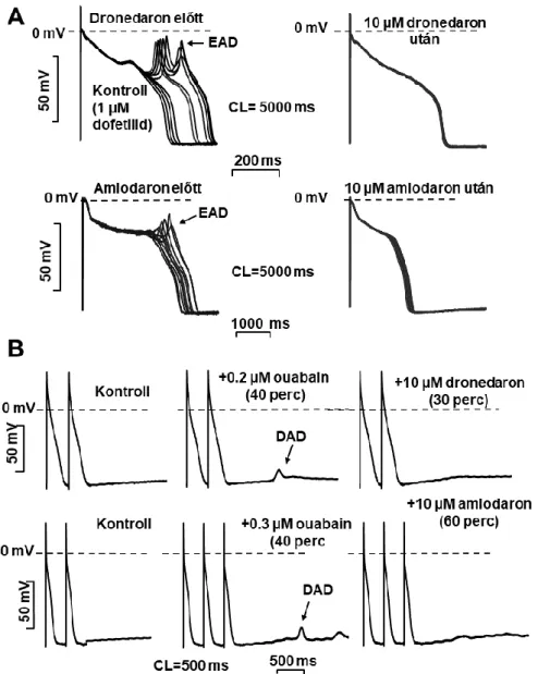 9. ábra. Az akutan alkalmazott dronedaron és amiodaron hatásai a korai (EAD, A. panel) és késői  utódepolarizációkra (DAD, B