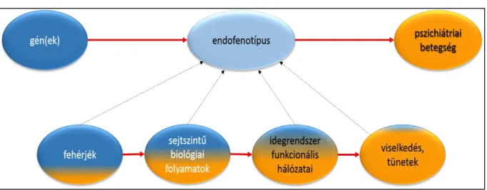2. ábra. Az endofenotípus klasszikus modellje 