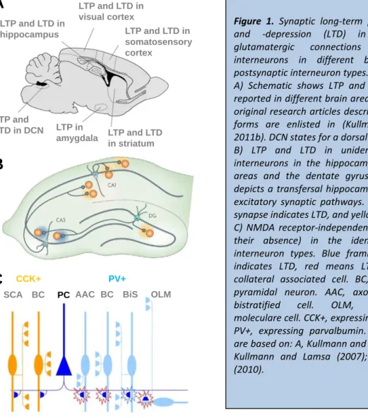 Figure  1.  Synaptic  long-term  potentiation  (LTP)  and  -depression  (LTD)  in  the  excitatory  glutamatergic  connections  to  GABAergic  interneurons  in  different  brain  areas  and  postsynaptic interneuron types