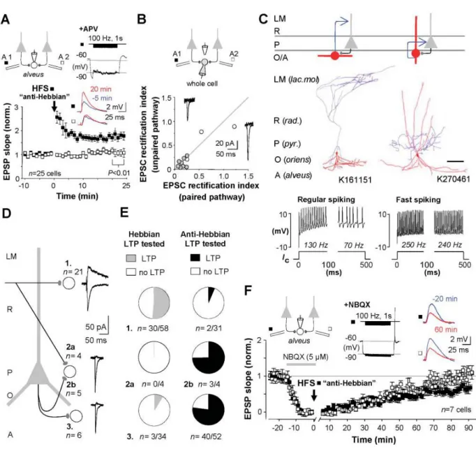 Figure 2. Hippocampal fast-spiking interneurons in the CA1 area exhibit a specific type of synaptic LTP that requires  calcium-permeable AMPA receptors (CP-AMPARs) and a different induction pattern than the LTP in pyramidal cells