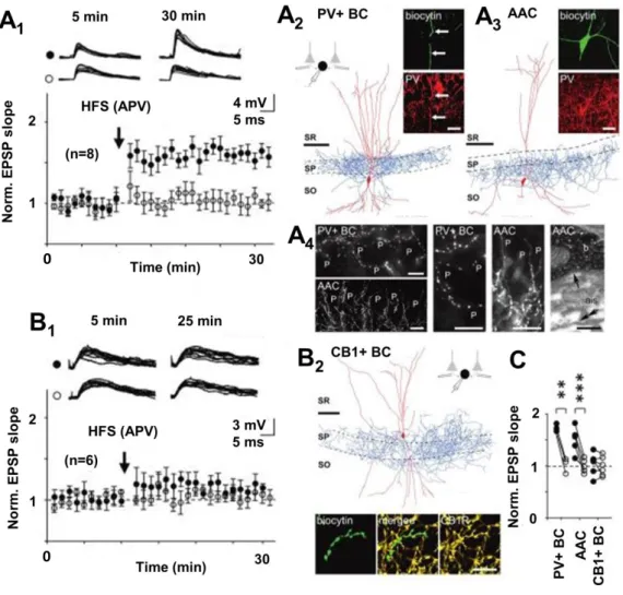 Figure 3. Synaptic long-term plasticity in the hippocampal interneurons is specific to an interneuron type
