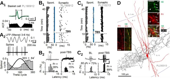 Figure 4. Fast-spiking PV+ basket cells (BCs) show long-term plasticity in a rat hippocampus in vivo