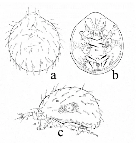 5. ábra: Háti (a), hasi (b) és oldalsó nézete (c) egy Rotundabaloghia nembe tartozó  atkának