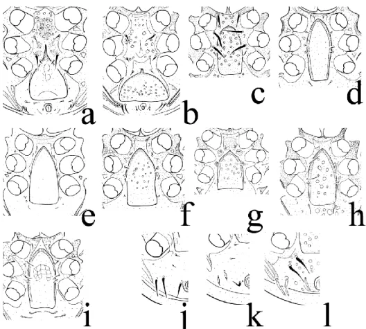 8. ábra: A nőstény ivarlemezének formája, a ventrális lemez mintázata és a ventrális  szőrök alakja  