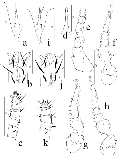 25. ábra: Nenteria lii Kontschán, Wang &amp; Neményi, 2015, nőstény: a) tritoszternum, b)  A gnathosoma ventrális nézete, c) palpusz, d) episztoma, e)1