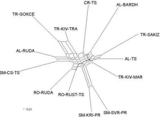 3. ábra: A vizsgált 13 juhállomány filogenetikai hálózata