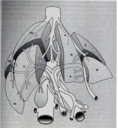 2. ábra: Májszegmentek , forrás  R. Scott Jones, Atlas of Liver and Biliary Surgery,YBMP, 1990 