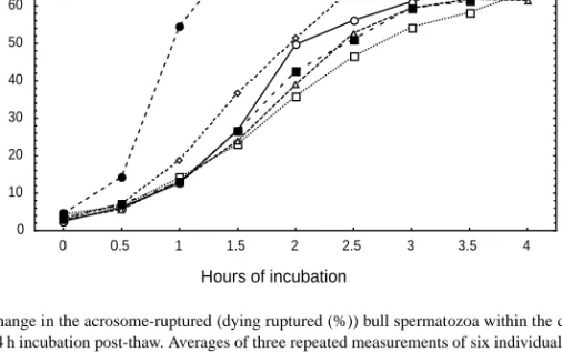 Fig. 4. Change in the acrosome-ruptured (dying ruptured (%)) bull spermatozoa within the dying subpopulation during a 4 h incubation post-thaw