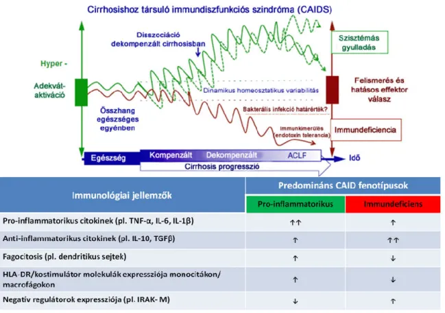 4. ábra. Cirrózis-asszociált immundiszfunkciós (CAID) szindróma mechanizmusai  A  szervezet  baktériumokkal  való  találkozásakor,  egészséges  egyénekben  az  antigén  felismerés  (piros)  és  az  immunsejtek  aktivációja  (zöld)  szorosan  szabályozott  