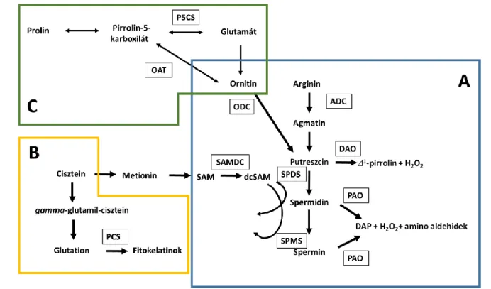 2. ábra A poliamin-metabolizmus (A) a fitokelatin-szintézissel (B) illetve a prolinszintézissel  (C) összefüggésben