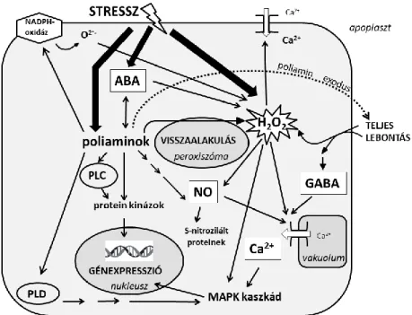 3. ábra A poliamin jelátvitel sematikus bemutatása. (ABA: abszcizinsav; GABA: -amino- -amino-vajsav; PLC: foszfolipáz C; PLD: foszfolipáz D)