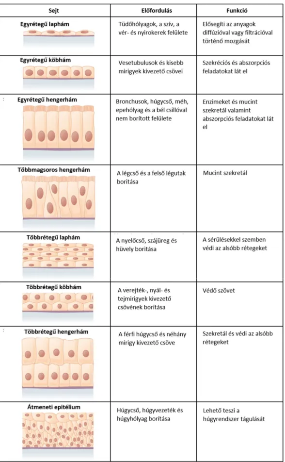 1. táblázat. Az epitél sejtek morfológia szerinti csoportosítása. Forrás: Anatomy and Physiology