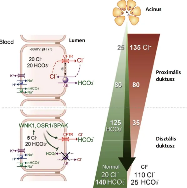 5. ábra. A pankreász duktális HCO 3 -  szekréció jelenleg leginkább elfogadott mechanizmusa