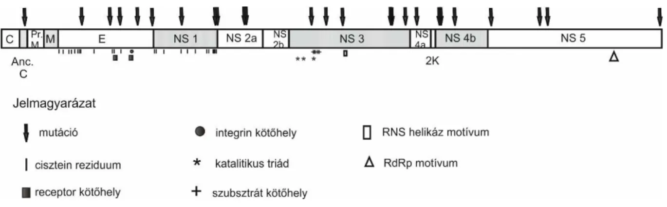 1. ábra: Az USUV két törzse aminosav szekvenciáinak eltérései és megőrzött szekvencia szakaszai 