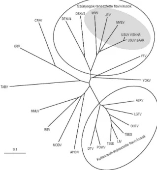 2. ábra: Flavivírusok teljes genom nukleotid szekvenciái alapján készített törzsfa. 