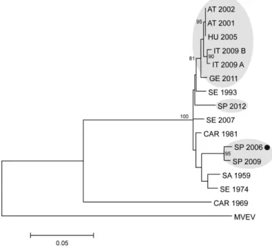 5. ábra: Usutu vírusok részleges genom nukleotid szekvenciái (NS5) alapján készített törzsfa