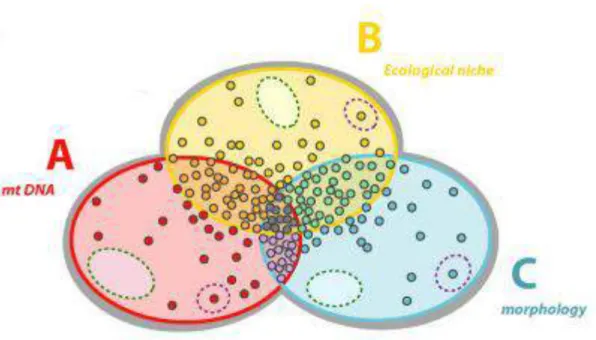 1. ábra. Az integratív taxonómia sematikus megjelenítése Padial et al (2010) nyomán. A sárga (ökológiai  niche), piros (mitokondriális DNS) és kék (morfológiai karakterek) színnel az alkalmazott megközelítési  mó-dokat látjuk
