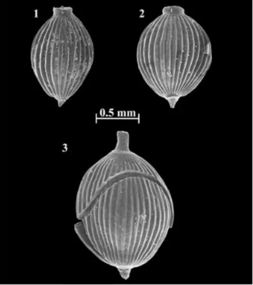 3.4. ábra: a Knoblochia sp. nov. példányai és a lényegesen nagyobb új genus egy példányának átnézetes  pásztázó elektronmikroszkópos képei (Vaşile Ştefan és Bodor Emese felvétele) 