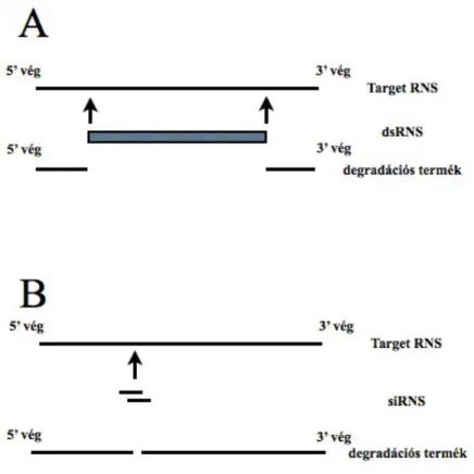 E1. ábra A dsRNS (A) és a siRNS (B) indukálta RNS silencing sémája 