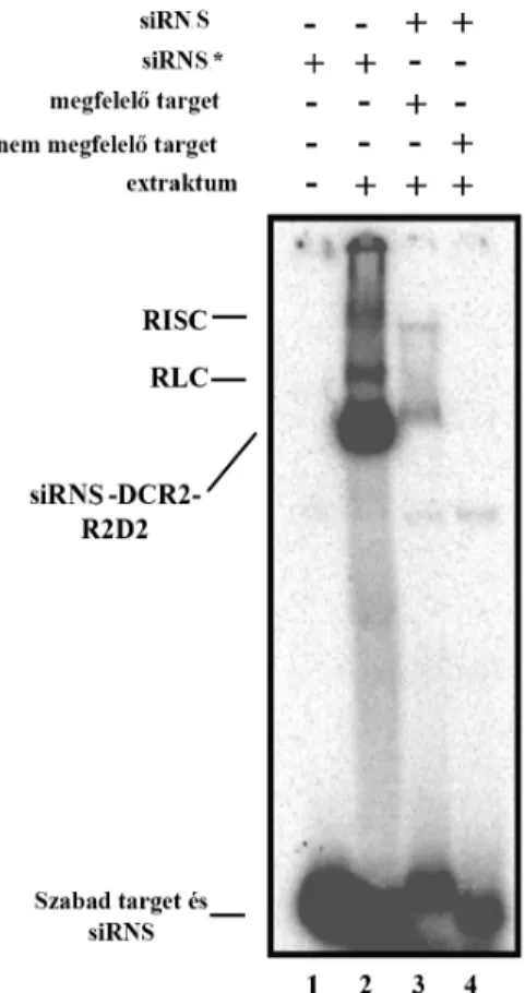 E9. ábra Az RNS silencing komplexek képződésére a Drosophila in vitro rendszerben 