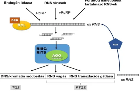 1. ábra. Az RNS silencing általános modellje 