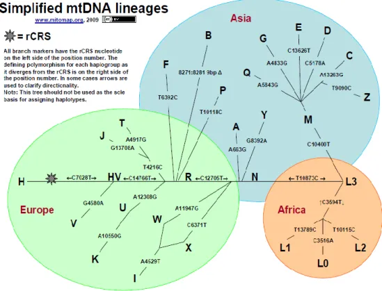 20. ábra. A mtDNS haplocsoportok kialakulása, előfordulása és az adott   haplocsoportra jellemző mutációk 15