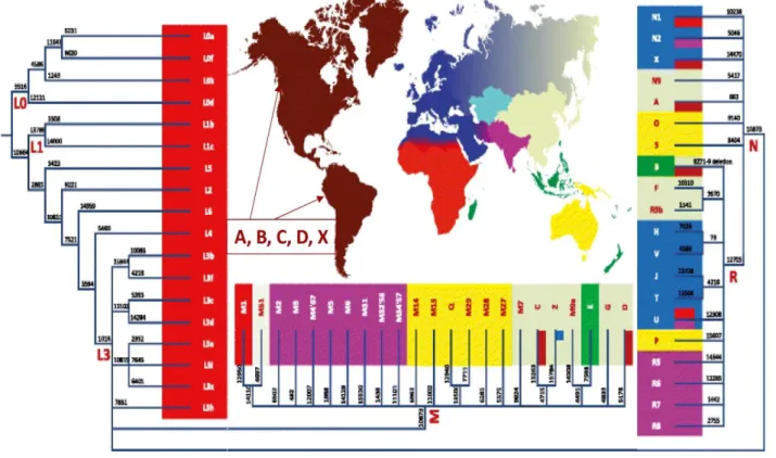 21. ábra. A mtDNS haplocsoportok filogenetikai fája 16   