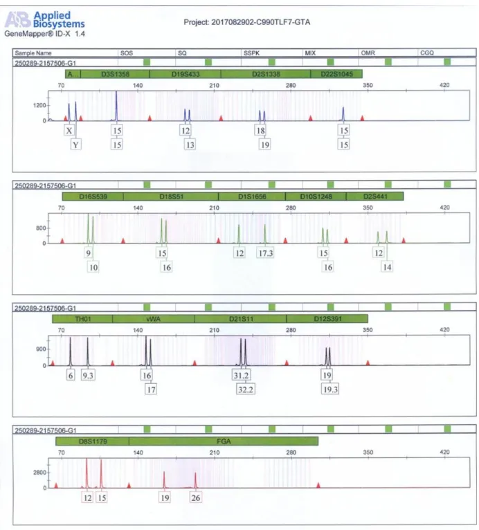 23. ábra. Egy személy DNS-profilja 16 STR lokusz vizsgálatával: a lokuszok   nevei zöld háttéren, a lokuszok méretei bázisban a felső skálán láthatók