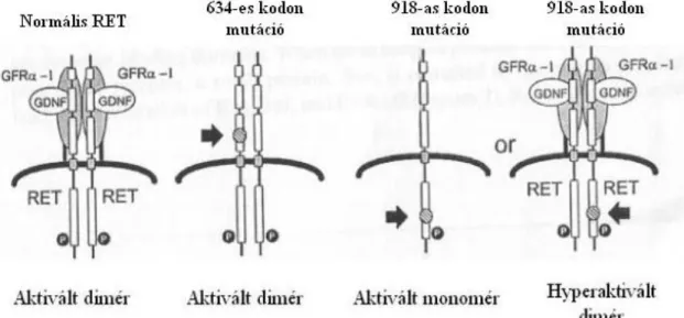 5. ábra: Receptor dimerizáció normális RET, valamint RET 634-es és 918-as kodon  mutációk esetén